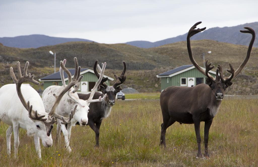 Nordkapp Camping Хоннингсвог Номер фото