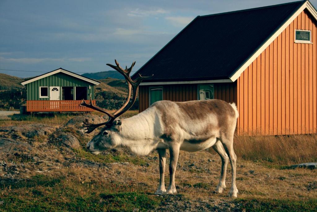 Nordkapp Camping Хоннингсвог Экстерьер фото